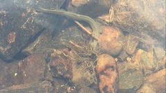 Lampetra richardsoni