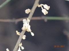 Elaeagnus conferta