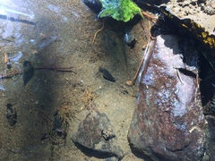 Juga plicifera