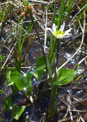 Caltha biflora