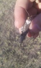 Angaracris barabensis