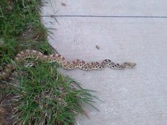 Pituophis catenifer sayi