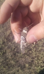 Angaracris barabensis