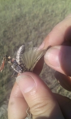 Angaracris barabensis