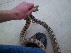 Pituophis catenifer sayi
