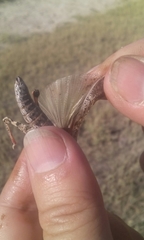 Angaracris barabensis