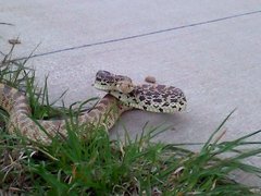 Pituophis catenifer sayi