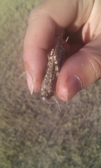 Angaracris barabensis