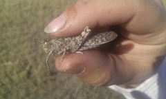 Angaracris barabensis