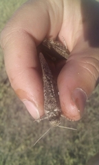 Angaracris barabensis