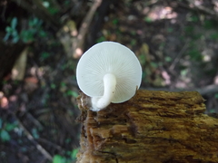 Resinomycena rhododendri