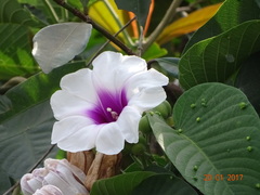 Ipomoea campanulata