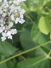 Ancistrocerus adiabatus