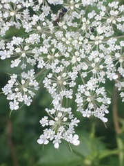 Ectemnius stirpicola