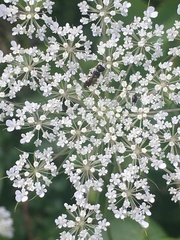 Ectemnius stirpicola