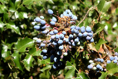 Berberis wilcoxii