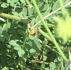 Toxomerus marginatus