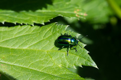 Oreina gloriosa