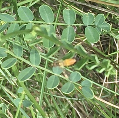 Toxomerus marginatus