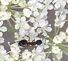 Dolichoderus plagiatus