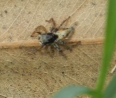 Stenaelurillus metallicus