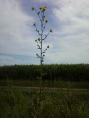 Silphium laciniatum