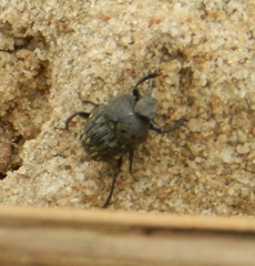 Gymnopleurus koenigi