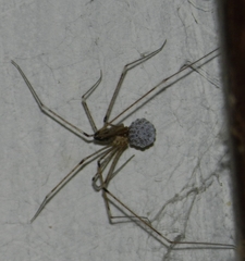 Crossopriza