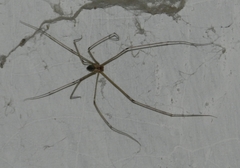 Crossopriza