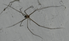Crossopriza