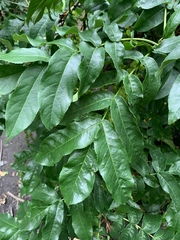 Pterocarya