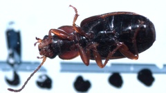 Acupalpus flavicollis