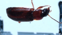 Acupalpus flavicollis