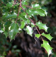 Berberis wilcoxii