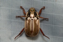 Anoplognathus abnormis