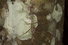 Xeroderus kirbyi
