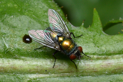 Diptera