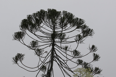 Dacrydium araucarioides