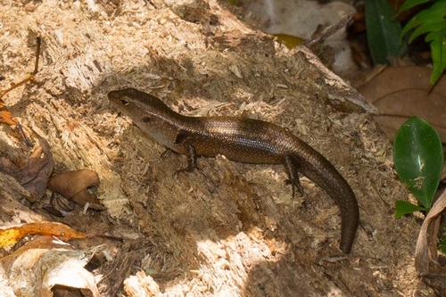 Orange-speckled Forest-skink, Tumbunascincus luteilateralis