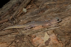 Oedura tryoni