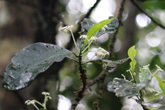 Hybanthus austrocaledonicus