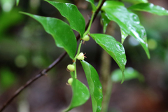 Phyllanthus caudatus