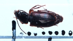 Stenolophus mixtus