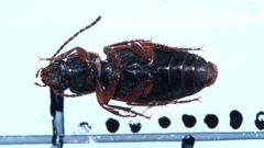 Stenolophus mixtus