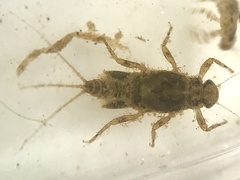 Leptohyphidae
