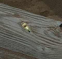 Stictia
