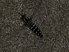 Stictia
