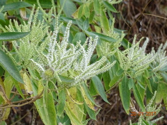 Colebrookea oppositifolia