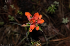 Castilleja nervata