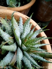 Aloe humilis